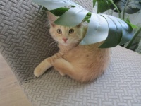 Leo