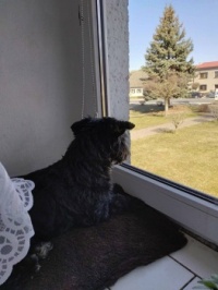 Bertík má na okně i polštářek - odpočívá