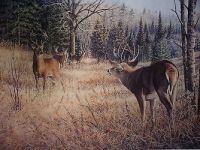 Autumn Challenge-Whitetail Deer by Jim Kasper