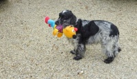 My friends dog Noortje, with 'doll' Ernie, a present I gave her