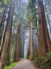 Jedediah Smith State Park
