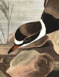 RING PLOVER