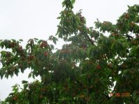 Třešně - Cherries