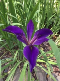 Beautiful Iris!
