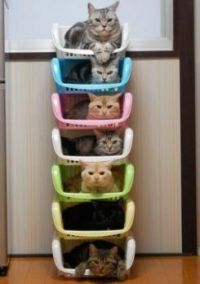 Stacked cats