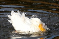 Splish, splash, she was taking a bath... :-)
