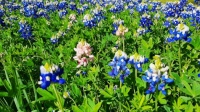 Pink Bluebonnets