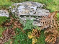 Autumn ferns at Aber Falls