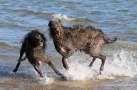 Deerhounds Playing