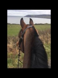 Arabian stallion looking out to sea at robin hoods bay, North Yorkshire, uk