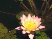 Pond Lily at Assinbone Park