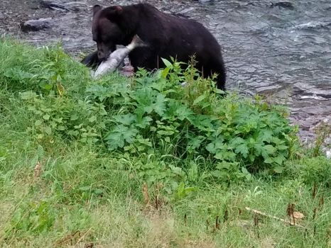 A grizzly bear eating salmon in Hyder, Alaska