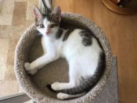 Gio the Cat