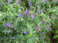 Hairy Vetch