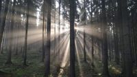 Light in the forest