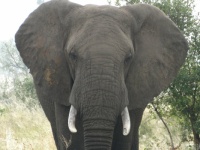 Matriarch