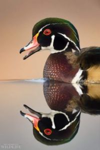 Wood Duck