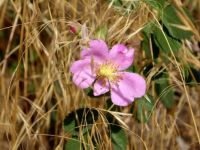 Wild Rose (Woods' Rose, Rosa woodsii)