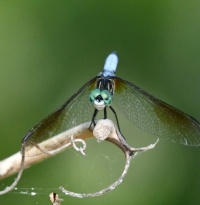 Dragon Fly