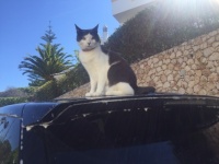 Beautiful day for a cat, or is it a car, wash…?