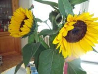 Our last sunflowers of the year