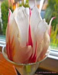 Striped Tulip in a Fluted Glass