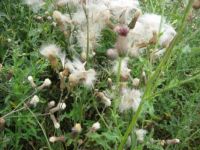 Thistles