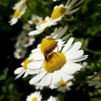 Bug on a chamomile