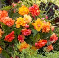 "Golden Peach Begonia"