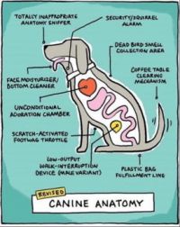 Canine anatomy :)