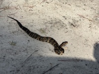 Water moccasin sunning on a sandy road.  NFL.