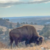 Bison near Valentine NE. USA