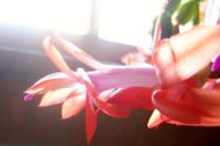 Christmas Cactus