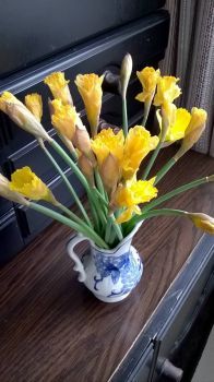 Dafodils