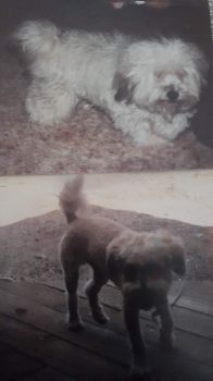 Cody, Before and After Grooming