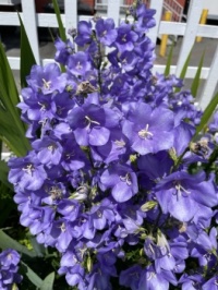 Bellflower