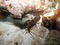 Spotted Spiny Lobster