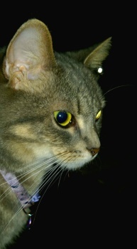 My cat