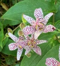 Tricyrtis Hirta