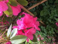 Fleurs