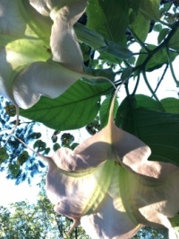 Angel's trumpet #3