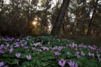 Cyclamens - winter blossoming 4