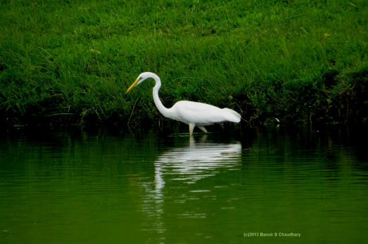 Beenos Egret