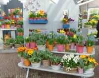 keukenhof 2011