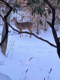 Deer in the snow.