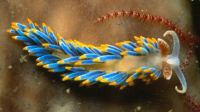 Nudibranchs(sea snails or slugs)