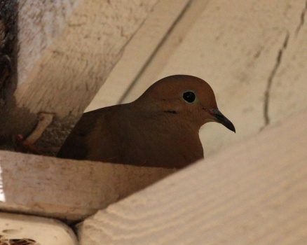 Mourning Dove nesting in the patio of my new house, San Marcos, California