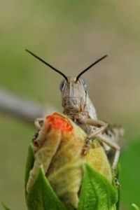 Another Grasshopper eating the Hibiscus buds!! 