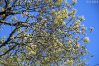 Spring Oak