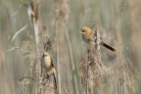 Birds in Poland.